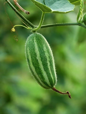 BDSresolve pointed gourd seeds for plant/pointed gourd seeds 23 Seed(23 per packet)