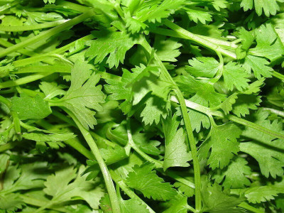 Cloud Farm Corriander culinary cilantro vegetable Seed(2000 per packet)