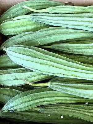 Paudhaa F1 best quality RIDGE GOURD Seed(15 per packet)