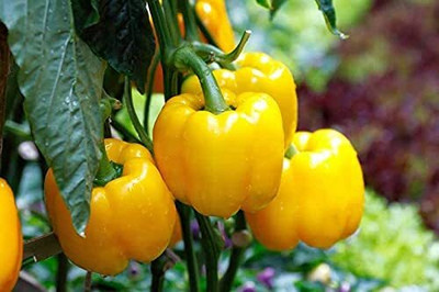 Aywal Yellow Color Shimla mirch Seed(10 per packet)