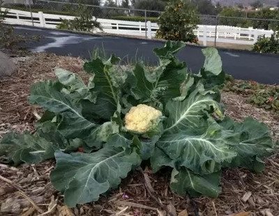 MAA Cauliflower, Gobi Seed(170 per packet)