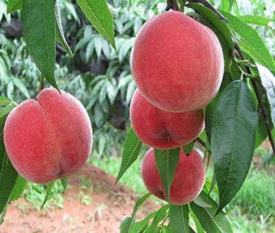 ACCELCROP Peach Dry Seed(7 per packet)