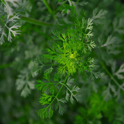 VibeX LXI-5 - Herb Cilantro Calypso - (250 Seeds) Seed(250 per packet)