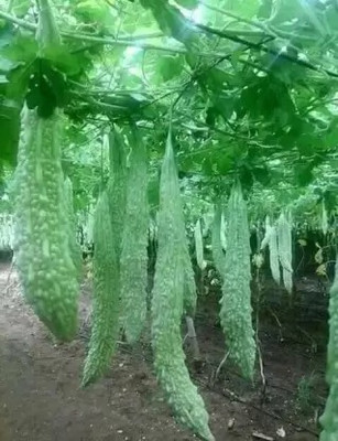 Aro Bitter Gourd, Karela Seed(19 per packet)