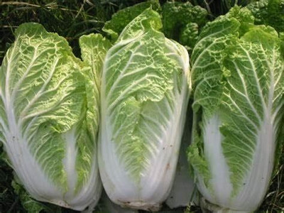 WILLVINE MAH -XVI Michihili Chinese Cabbage Seeds [50g] Seed(15000 per packet)
