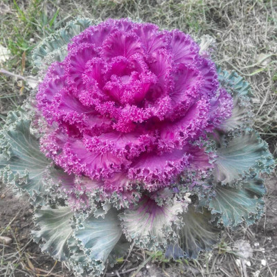WILLVINE GBPUT -V Flowering Kale(Ornamental Cabbage) Fringed [2.5g] Seed(750 per packet)