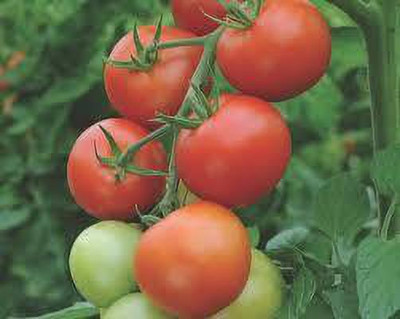 Oliver HYBRID F1 QUALITY TOMATO SEEDS Seed(45 per packet)