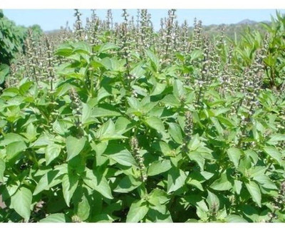 VibeX ® VLR-17 Basil- Mrs Burns Lemon seeds Seed(1000 per packet)