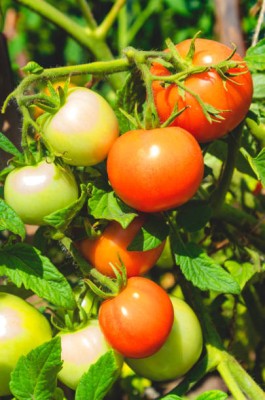 Sidhi nazar Enterprises tomato Seed(150 per packet)