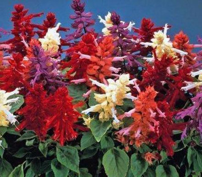 Qausain Salvia Mix Flower Seed(31 per packet)