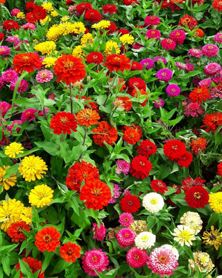 UGRA Zinnia Double Mixed Seeds Seed(20 per packet)