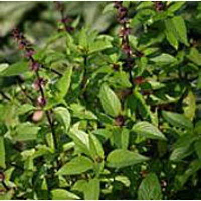 CYBEXIS LXI-90 - Thai Siam Queen Basil - (13500 Seeds) Seed(13500 per packet)