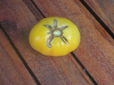 CYBEXIS Garden Peach Tomatoes500 Seeds Seed(500 per packet)