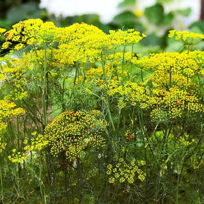 Qualtivate GUA-261 Dill Autumn Drought Tolerant Seed(500 per packet)