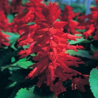 Quentova Salvia Flower Garden-AJ-3I Seed(50 per packet)