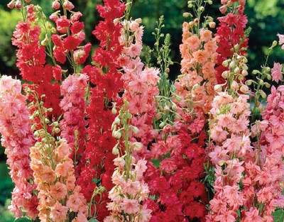 CYBEXIS DELPHINIUM MIXED SEEDS100 Seeds Seed(100 per packet)