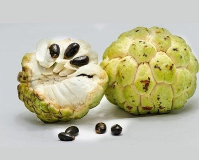 DEYS AGRO ™ hybrid custard apple seeds, sitafal fruit seeds|sugar apple|sweetsop Seed(17 per packet)