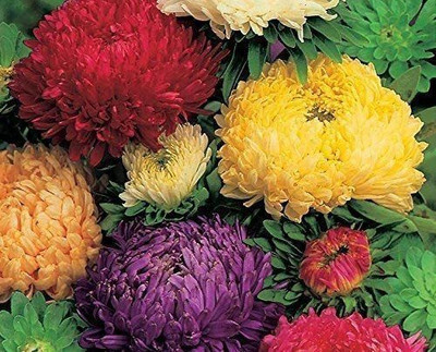 CYBEXIS Aster Duchess Special Mixed Seed(1 g)