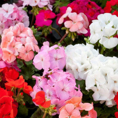ashokavanam Geranium Cloroma mix - Pelargonium Seed(50 per packet)
