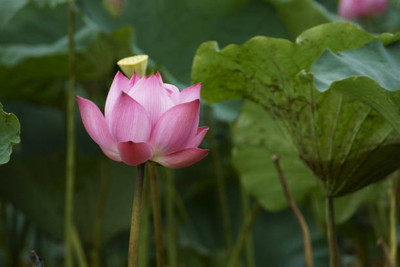 VNR lotus,kamal seeds Seed(14 per packet)