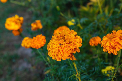 ALPINE HYBRID SEEDS marigold/gende ka phool flower seeds Seed(50 per packet)