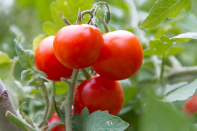 DIVINE tomato Seed(70 per packet)