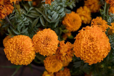 Epoojacart marigold/gende ka phool flower seeds Seed(50 per packet)
