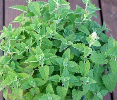 Qualtivate LX-56 Cat Mint Catwort Catswort Catnip Seed(1000 per packet)
