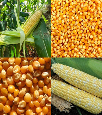 ibains Corn seeds for farming beez 65 Seed(65 per packet)