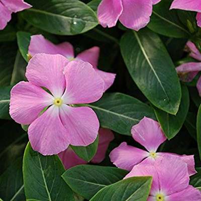 Seedsqlty hybrid vinca seeds multicolour Seed(28 per packet)
