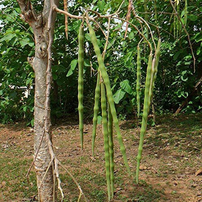 CYBEXIS PAU-45 - Moringa oleifera Drumstick Tree - (150 Seeds) Seed(150 per packet)