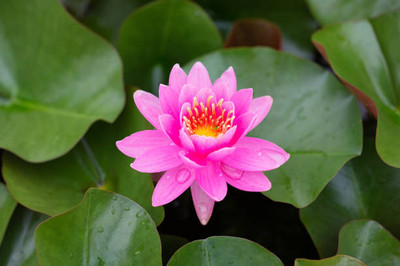 GranysGarden lotus,kamal gatta Seed(10 per packet)