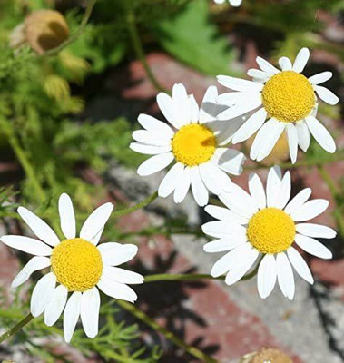 CYBEXIS XLR-6 - Chamomile German- - (750 Seeds) Seed(750 per packet)