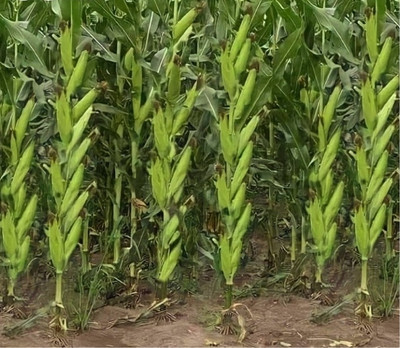 HYBRID 250g corn seeds Highest yield variety early fruiting long bhutta Seed(250 g)