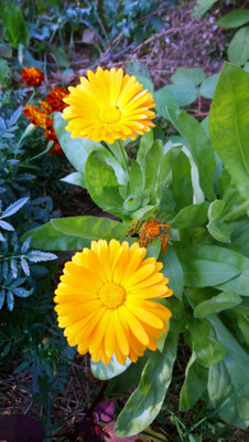 Lippy Classic Calendula Seed(70 per packet)