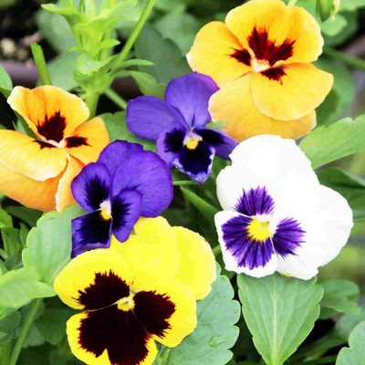 Quentova Pansies swish giant mix-IACR-9Z Seed(75 per packet)
