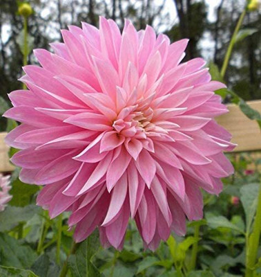Lorvox Dahlia hybrid flower Seed(15 per packet)