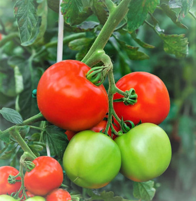 Seedsqlty Tomato seeds varieties, high germination (600 seeds) Seed(600 per packet)