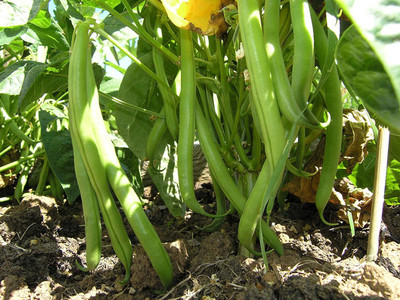 CYBEXIS Dwarf French Bean Stanley Seeds-100 Seeds Seed(100 per packet)