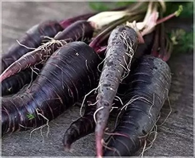 MAA Carrot Black, Gajar Seed(67 per packet)