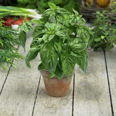 VibeX VXI-19 - Basil Genovese Ocimum Basilicum - (4500 Seeds) Seed(4500 per packet)