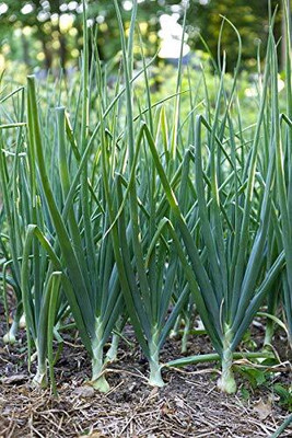 Qualtivate DXL-2AT F1 Hybrid Onion Seeds Seed(500 per packet)