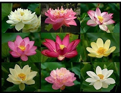 KrishnaNursery LOTUS , KAMAL Seed(25 per packet)