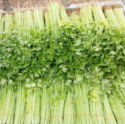 CYBEXIS NBIR-59 - Celery Smallage - (2250 Seeds) Seed(2250 per packet)