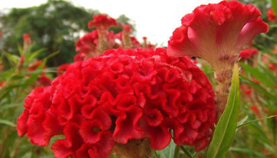 XOLDA Exotic cocksomb Seed(38 per packet)
