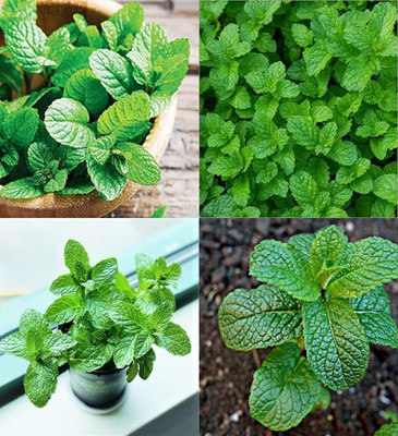 ibains Mint seeds for planting organic beez 20 Seed(20 per packet)