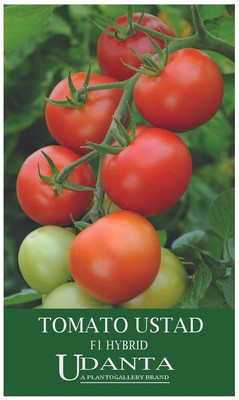 WILLVINE Tomato Ustad F1 Hybrid Seeds [10g, 3000 Seeds] Seed(3000 per packet)