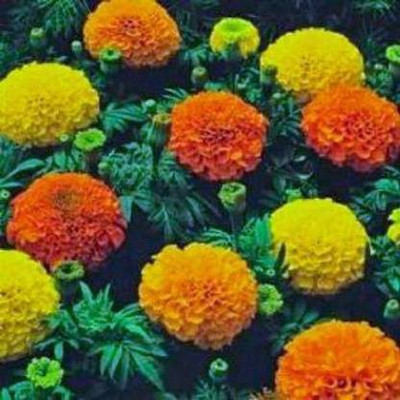 Aro Mari gold orange Seed(65 per packet)