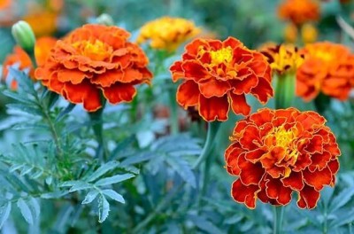 jkfarm Marigold Flower, Genda Phool Seed(34 per packet)