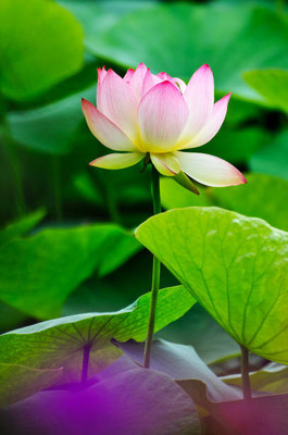 TREECARE lotus,kamal gatta Seed(10 per packet)